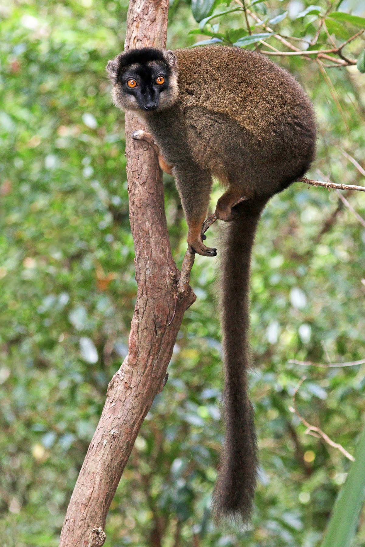 Fauna