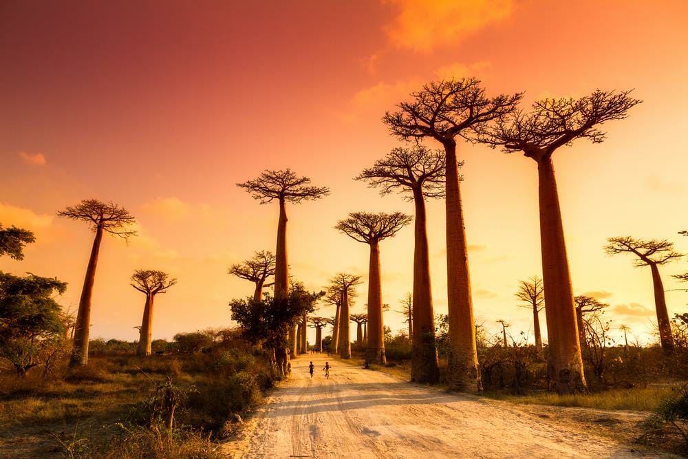 aller_baobab