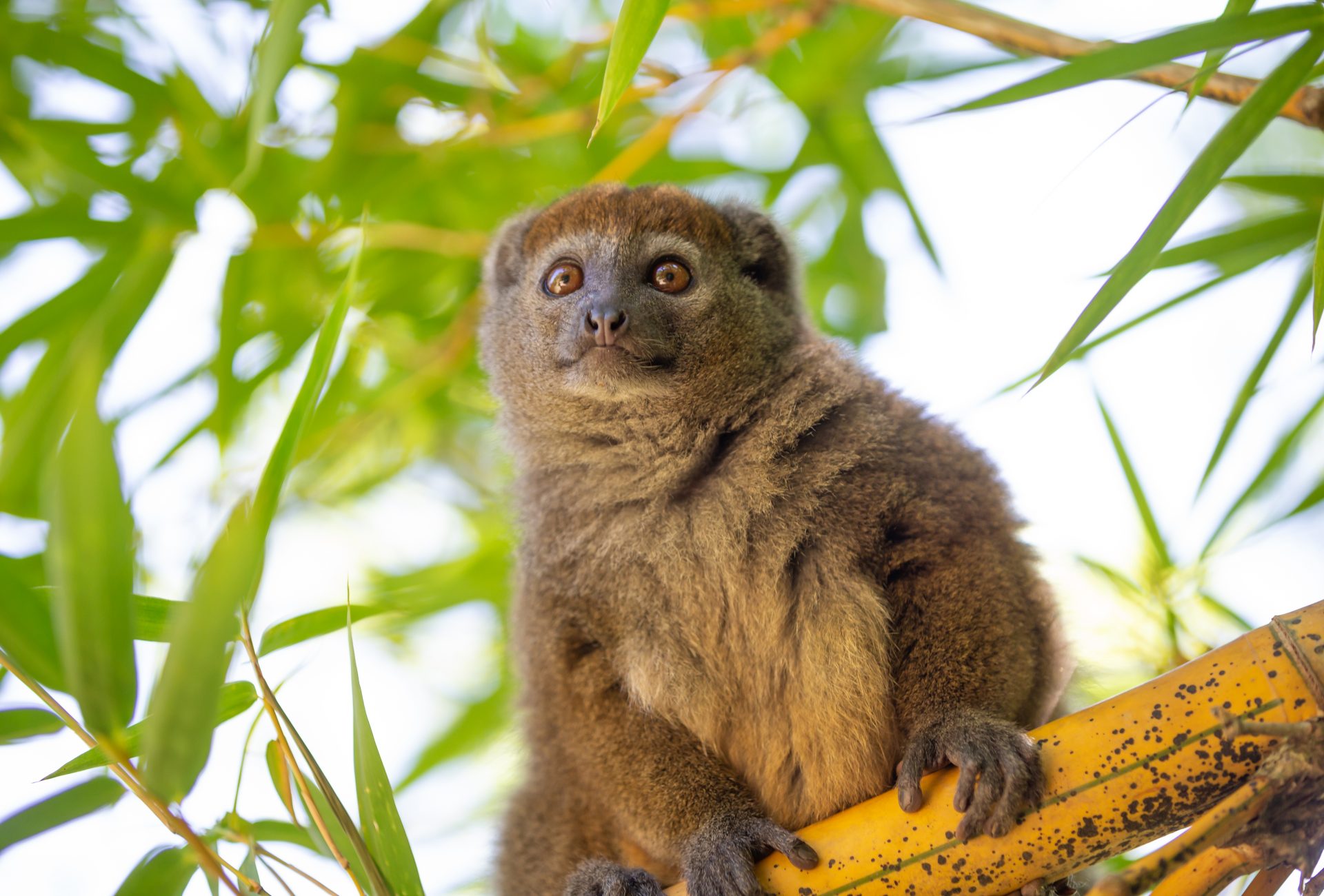 Fauna