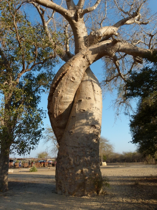baobab