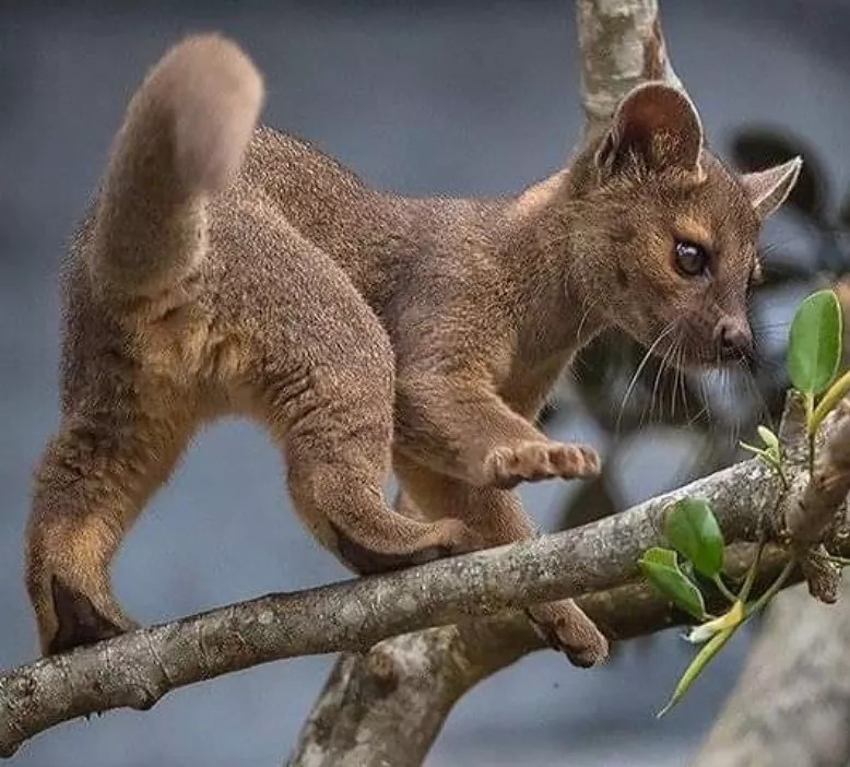 fosa
