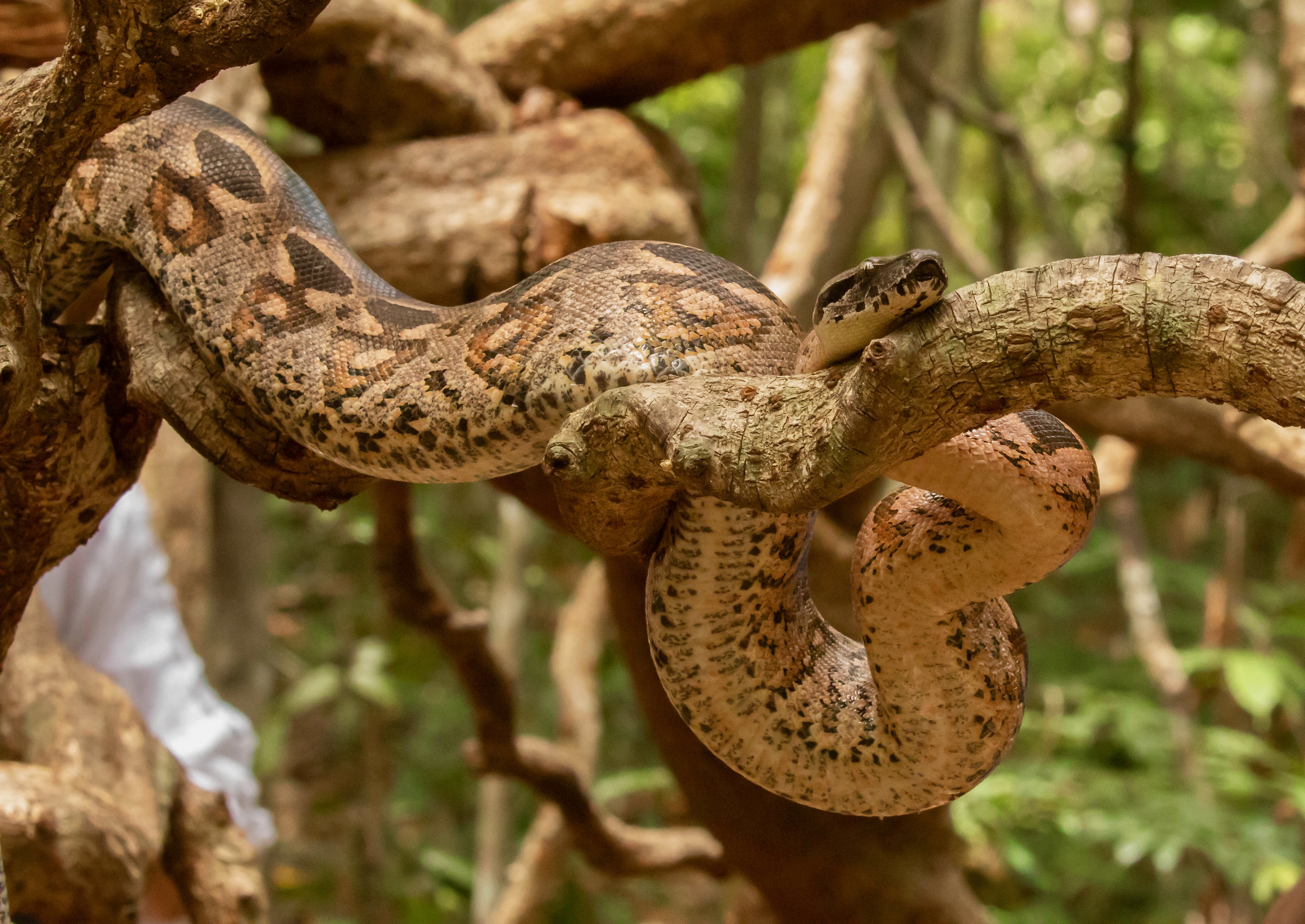 snake