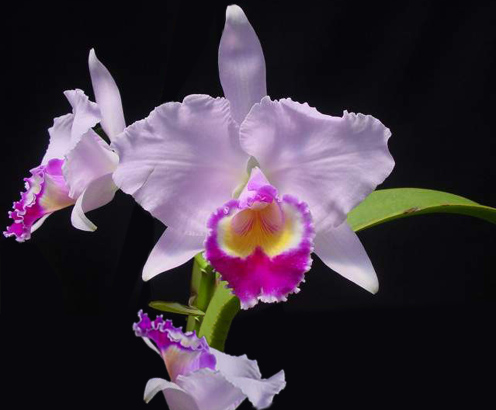 Flora