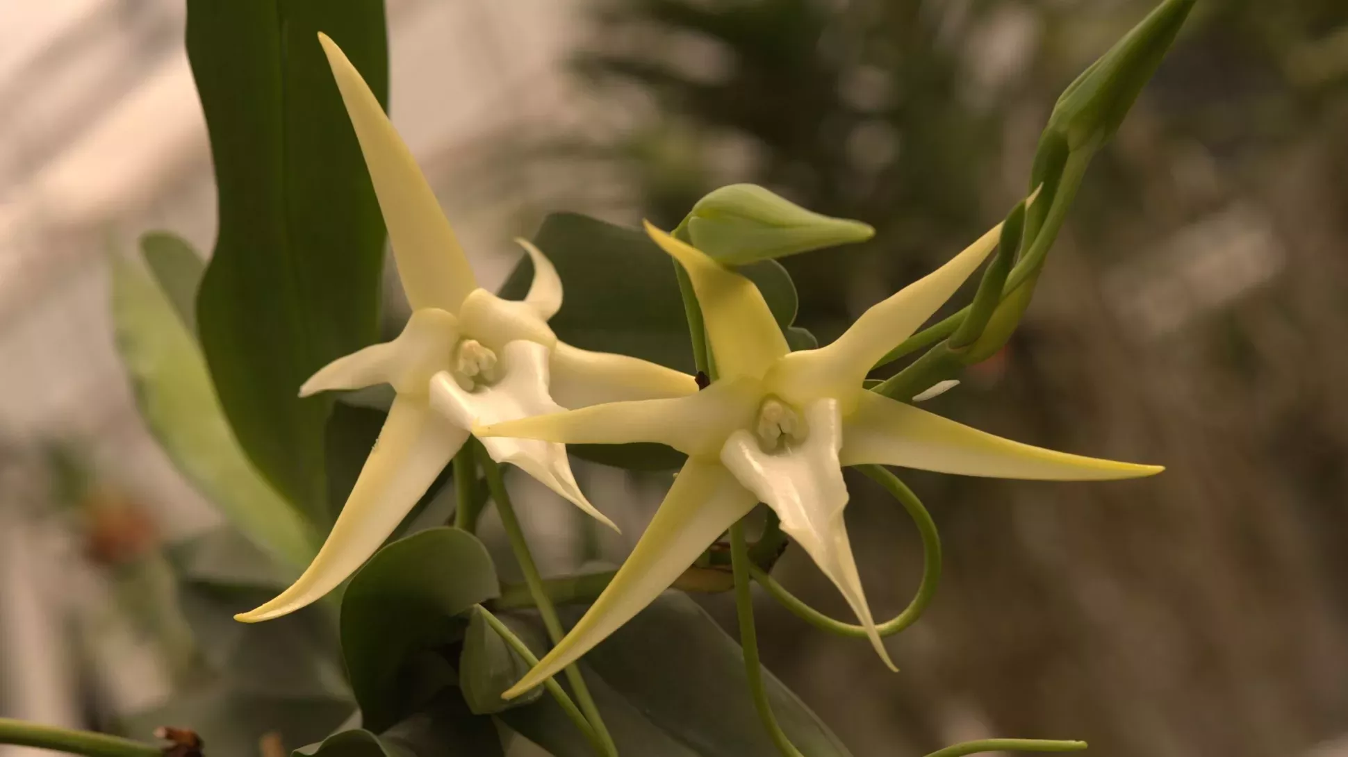 Flora