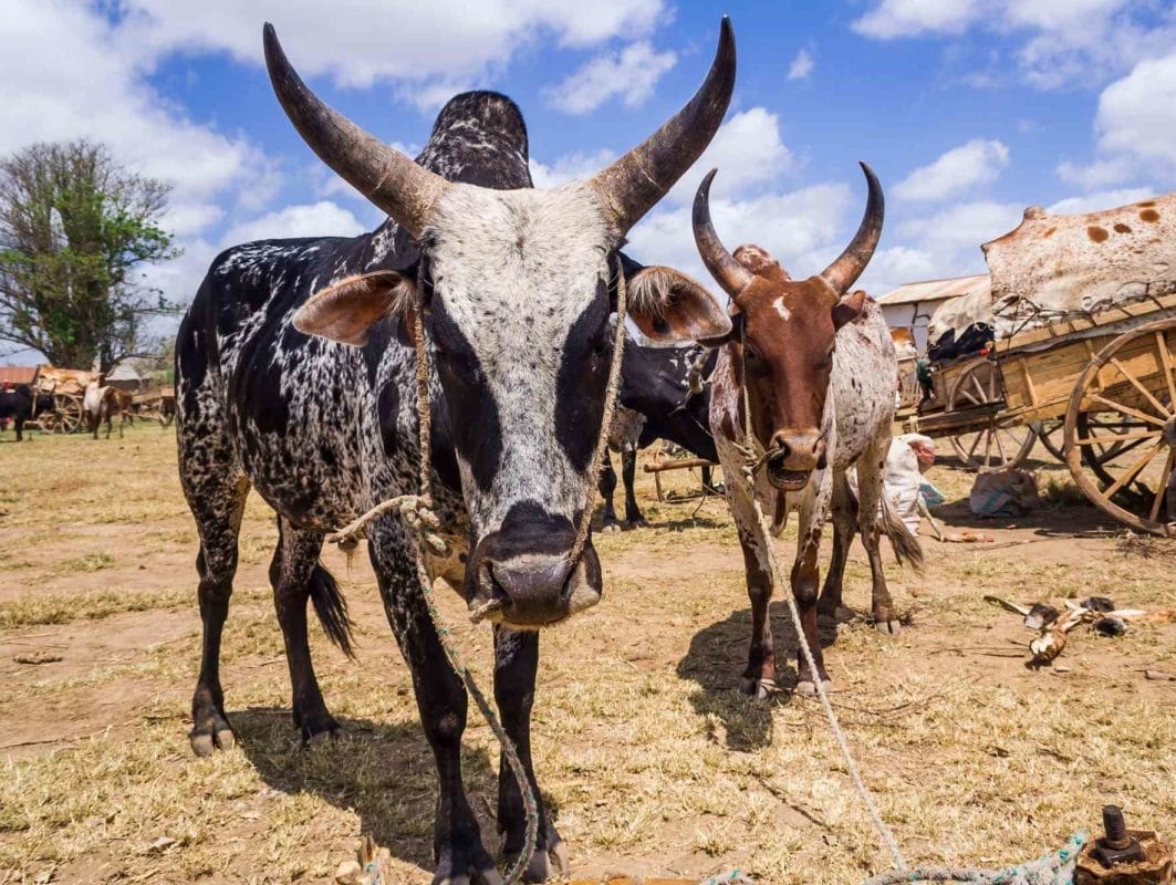 zebu